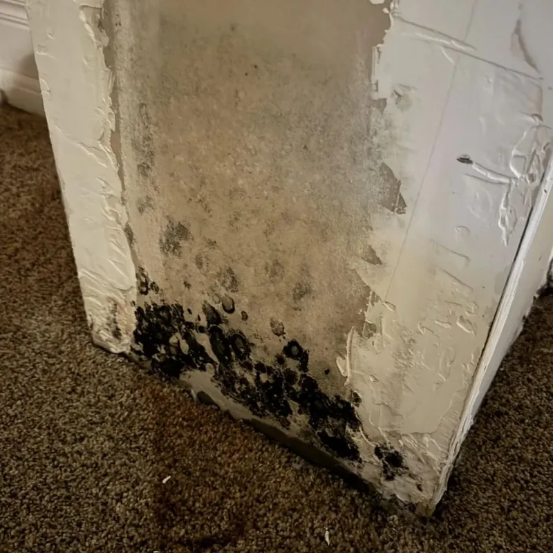 Professional Mold Removal in Rantoul, IL